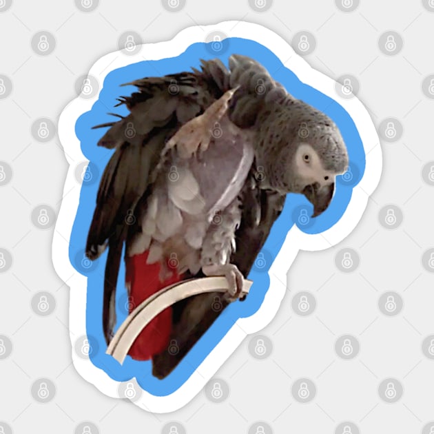 Einstein African Grey Parrot Waving, Bare Chest Sticker by Einstein Parrot